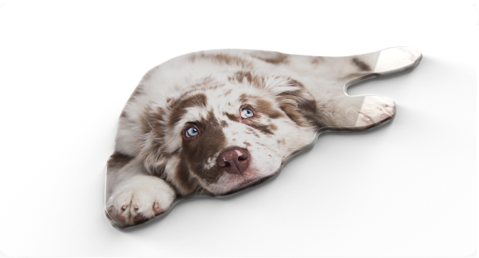 dog-1